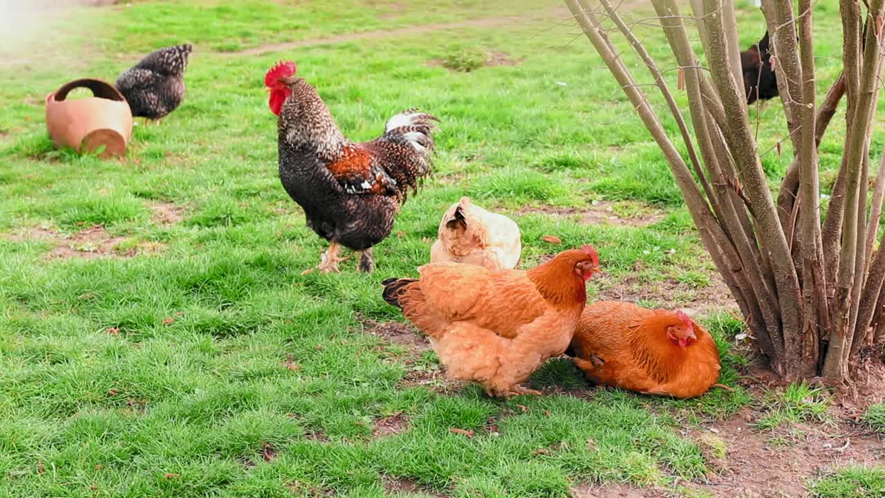 在农村的院子里饲养母鸡和公鸡视频素材