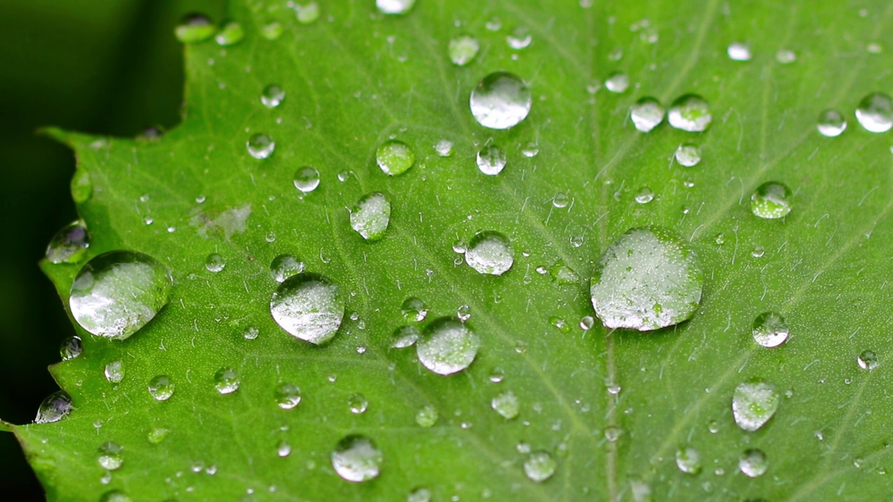 特写露珠在植物的绿叶在高清视频素材