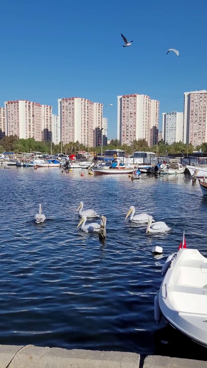 碧海蓝天，小船在海湾里航行视频素材