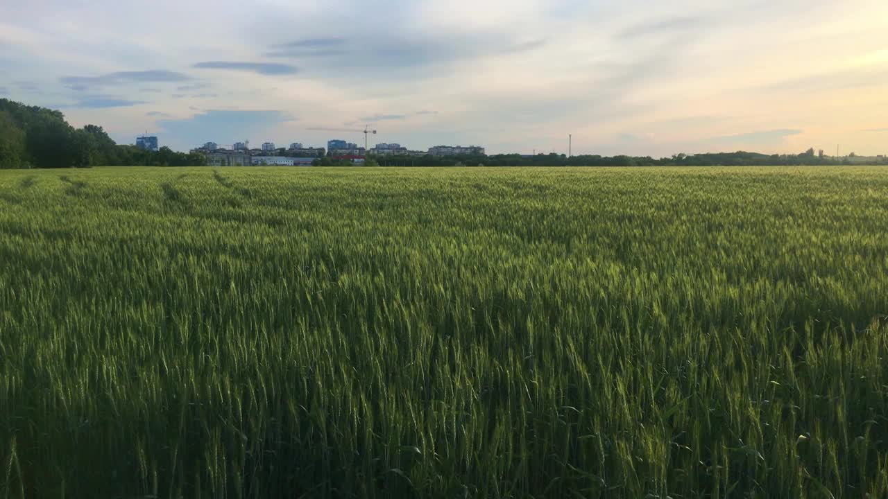 在晴朗的天空下，乡村麦田的自然景观视频素材