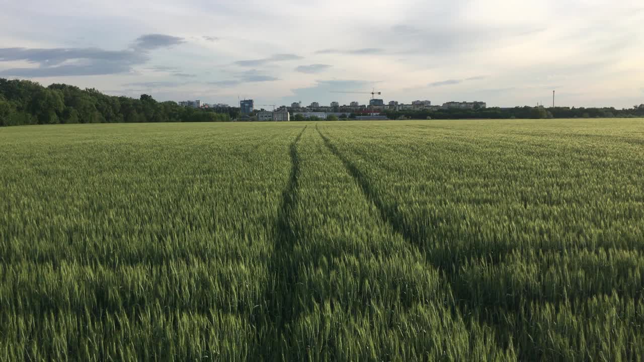 在晴朗的天空下，乡村麦田的自然景观视频素材