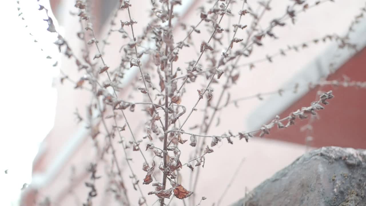 干花和干叶在冬季的选择重点视频素材