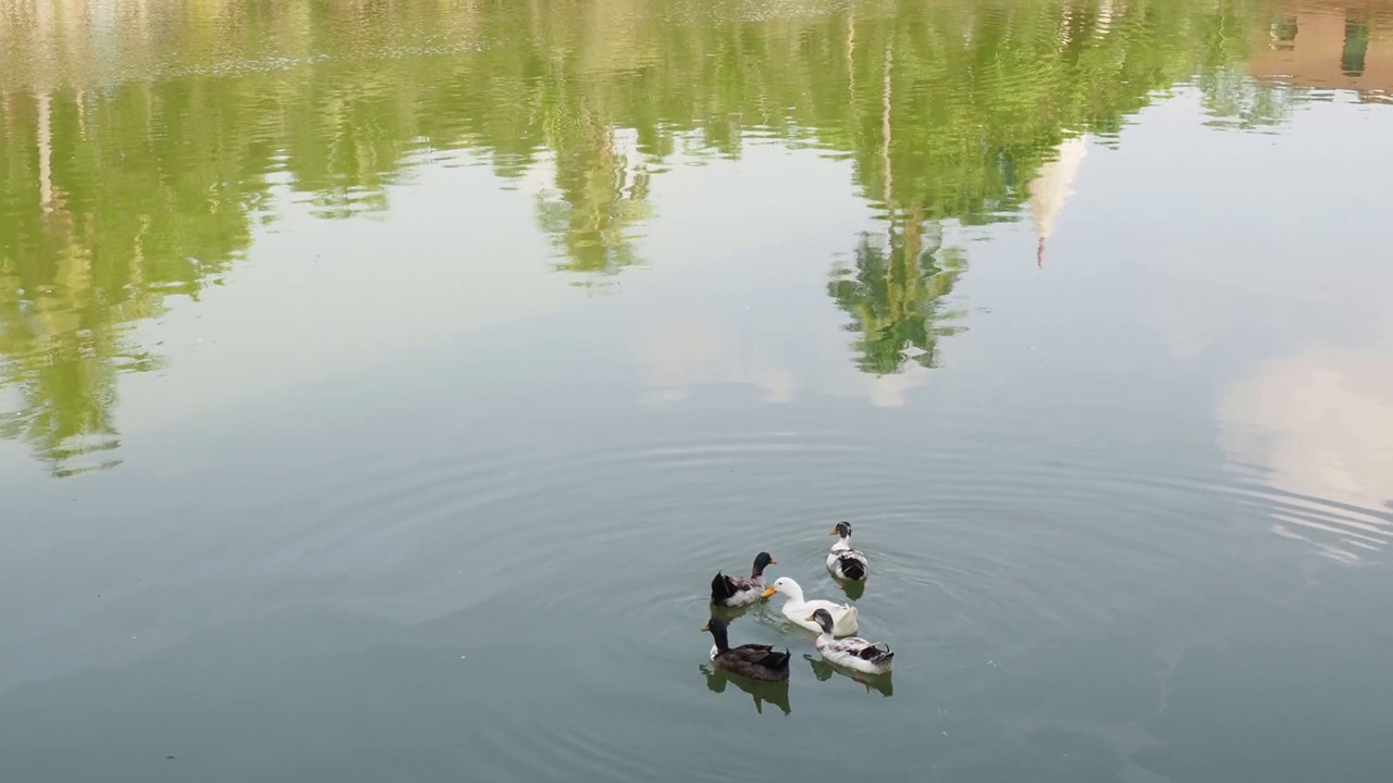 鸭子漂浮在湖面上，水中绿树的倒影映衬着湖面视频素材