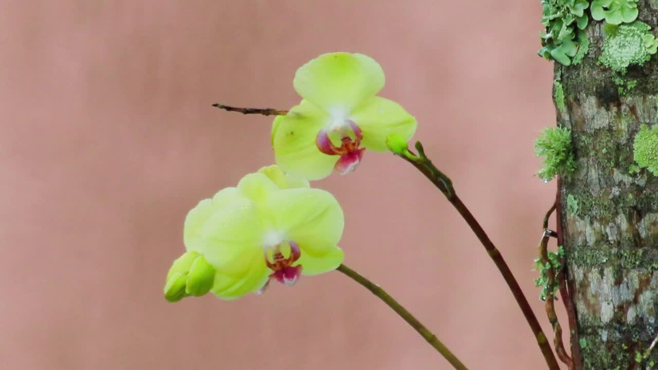 特写镜头盛开的黄色兰花在树干高清视频素材