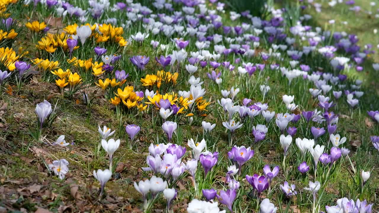 彩色番红花的田野-高清拍摄视频素材