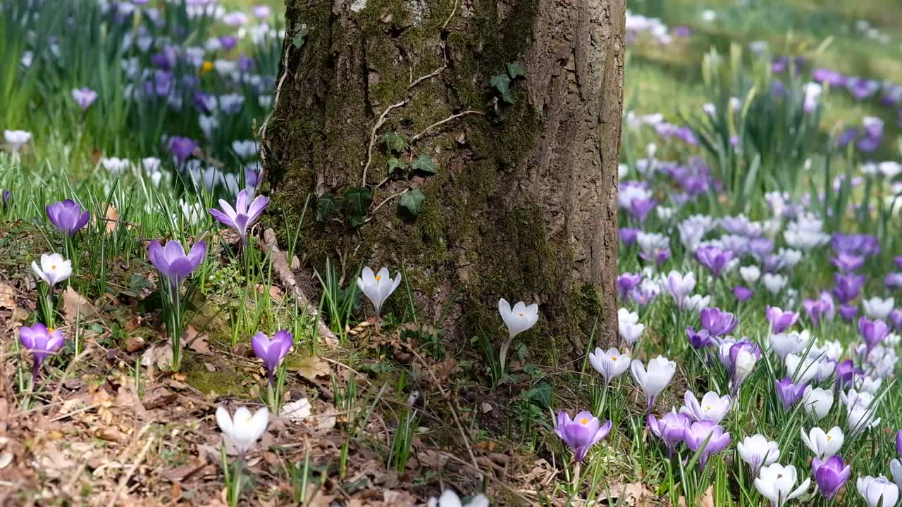 田野中白色和紫色番红花的风景——高清拍摄视频素材