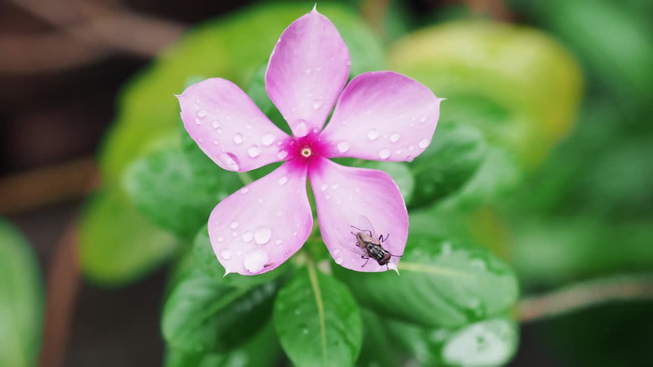 长春花俯视图(Catharanthus roseus)，盛开的花在随风摇曳的流水中视频素材