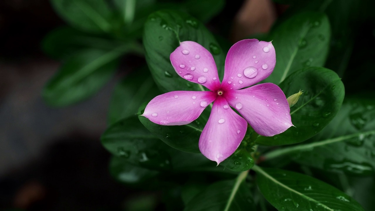 粉红色，紫色的长春花在花园里。近景拍摄花与风，微距拍摄。视频素材