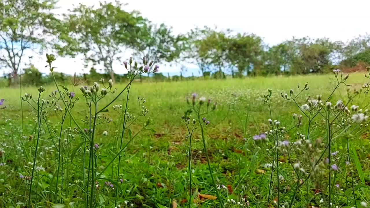 草地上的花被风吹动。视频素材