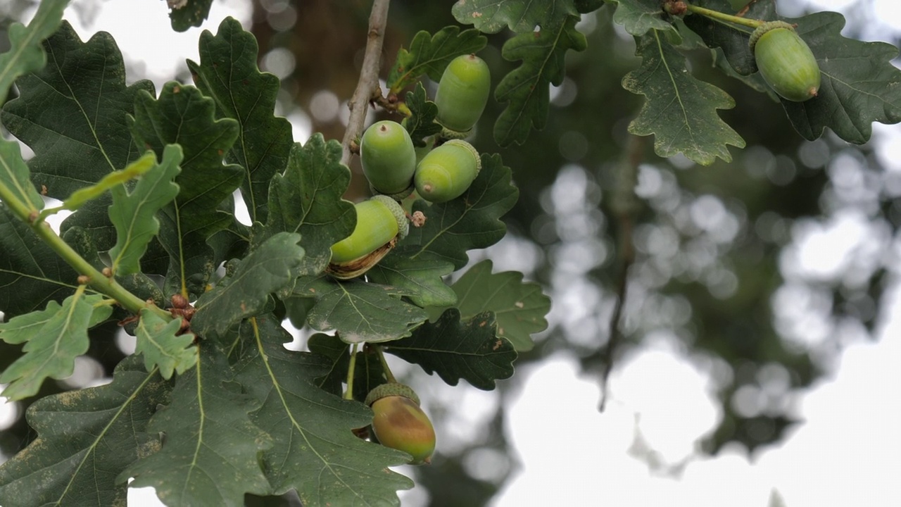 Acorn /英国视频素材