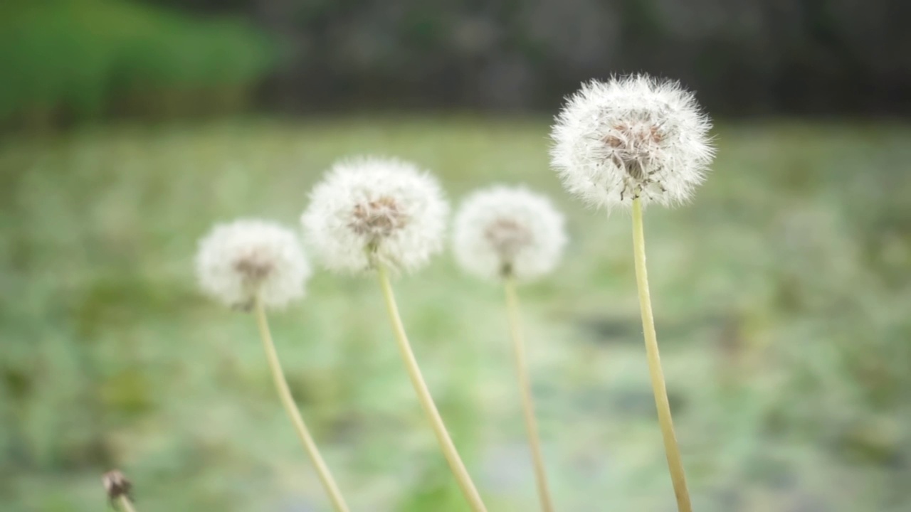 蒲公英的花和种子在风中慢镜头摇曳视频下载