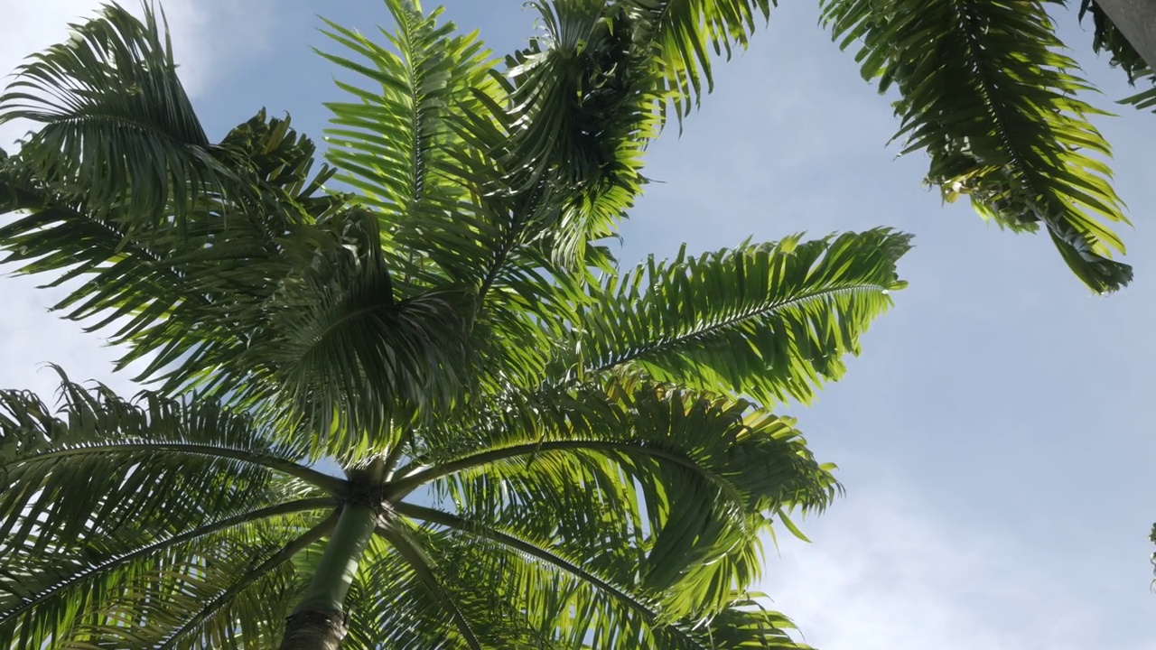 POV到棕榈树椰子树，背景是在泰国普吉岛的海滩附近，夏天白天晴空万里，有风视频素材