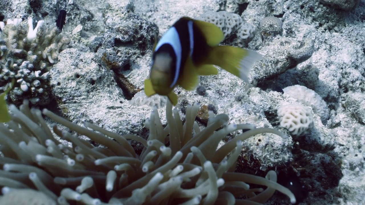 Sebae海葵鱼与泡沫海葵视频素材