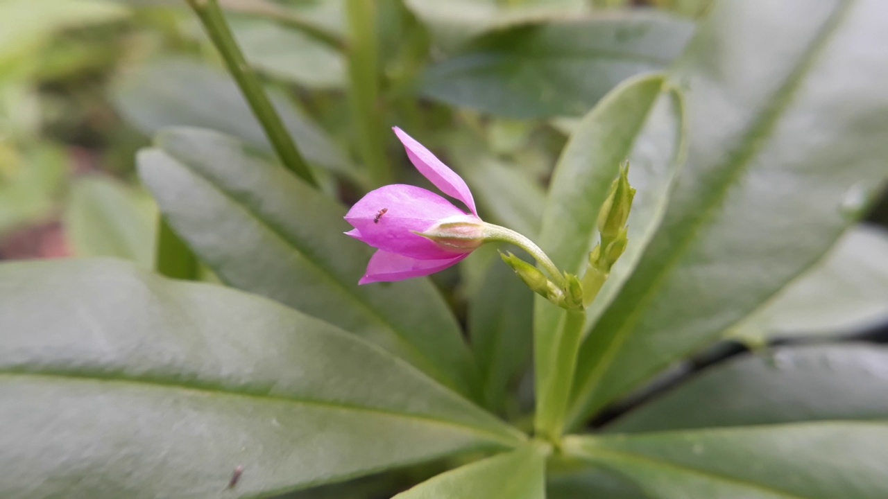 talarium frutisum，锡兰花被小蜜蜂击中，从花中采蜜视频素材