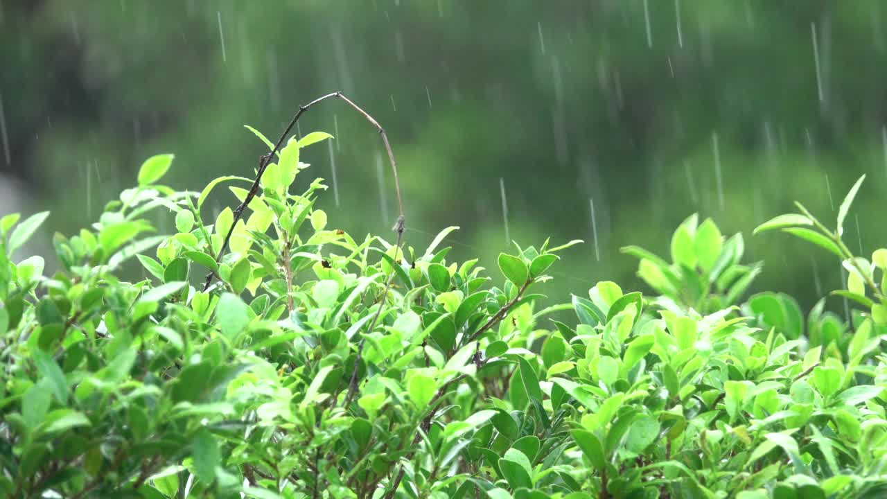 下雨天的绿叶视频素材