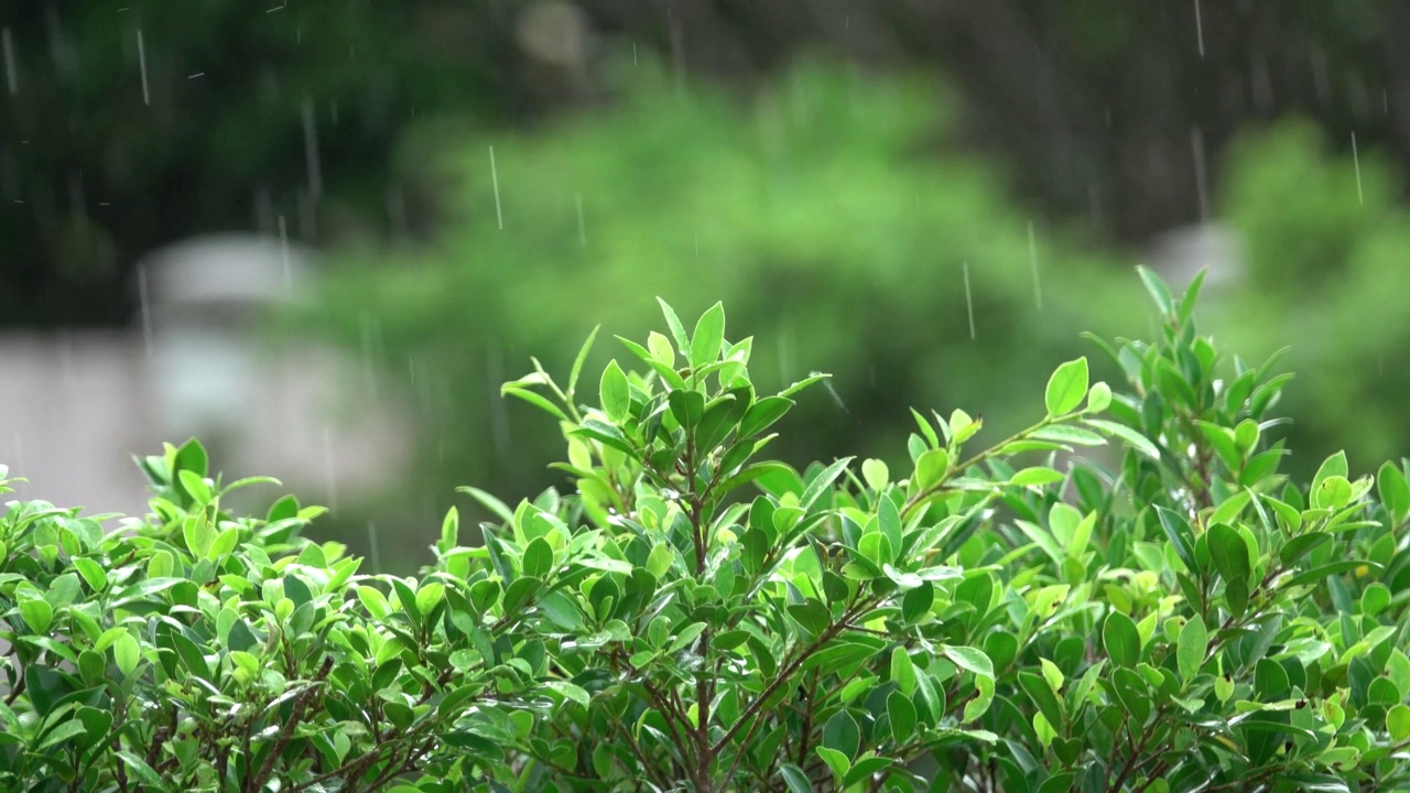 下雨天的绿叶视频素材