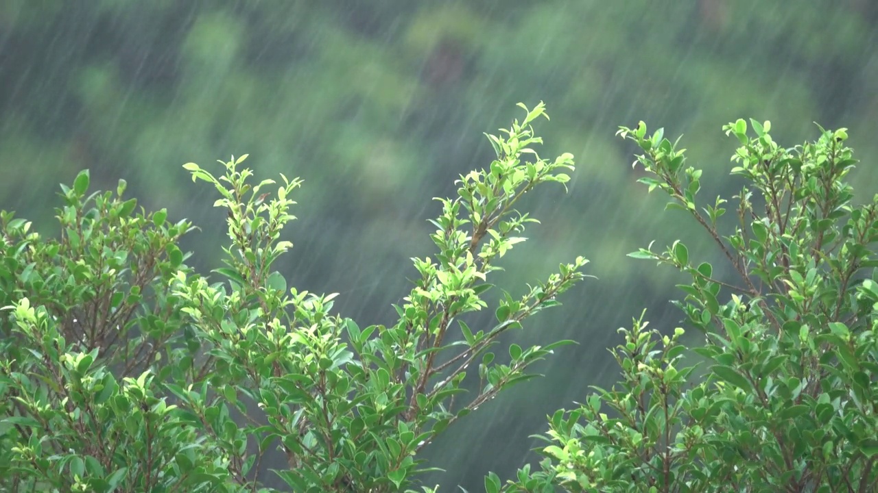 下雨天的绿叶视频素材