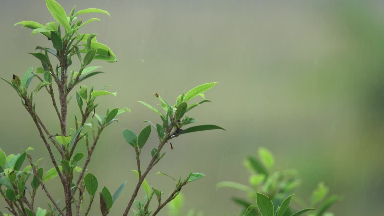 下雨天的绿叶视频素材