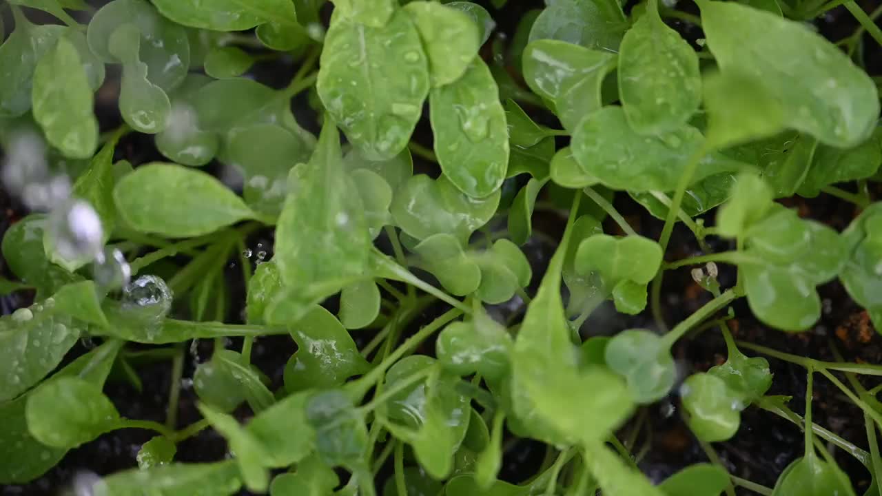 蔬菜芽的特写视频素材