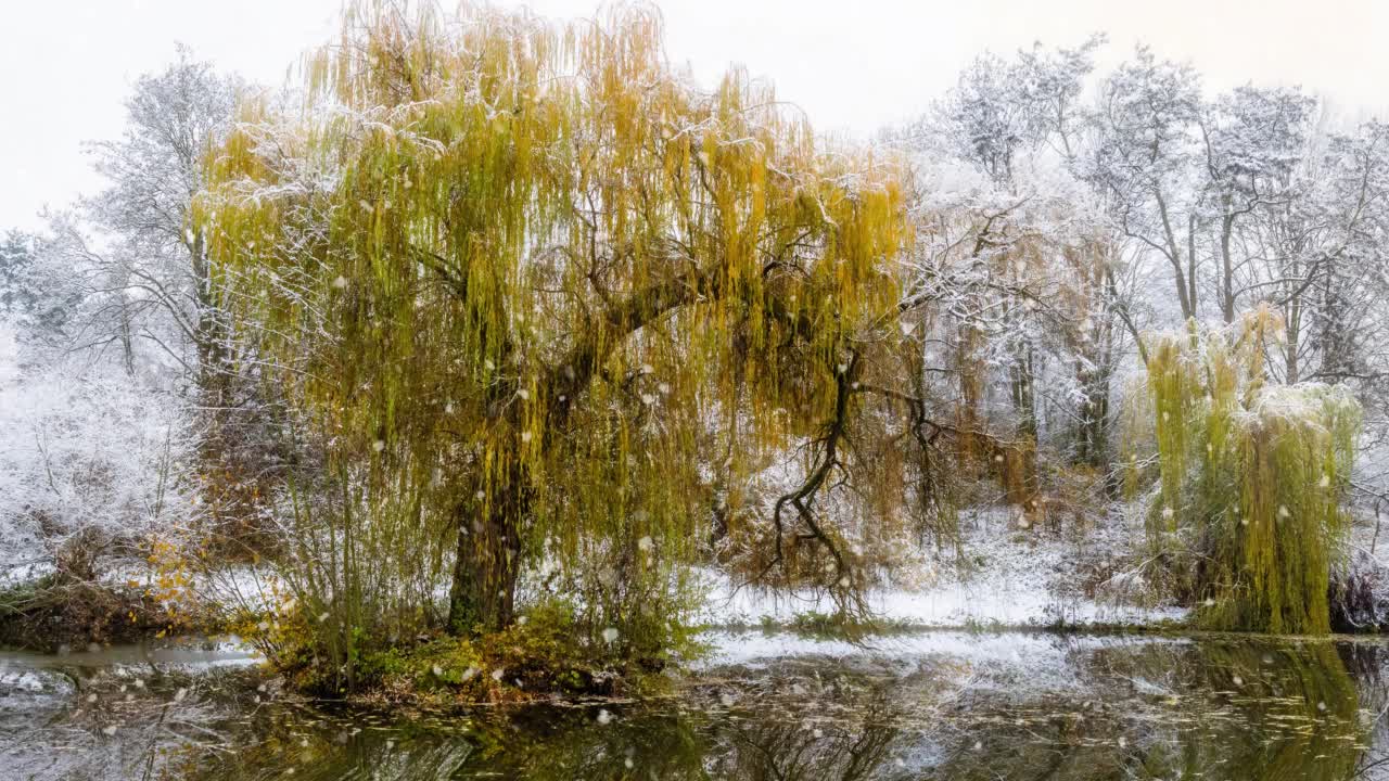 河边的柳树，积雪视频素材