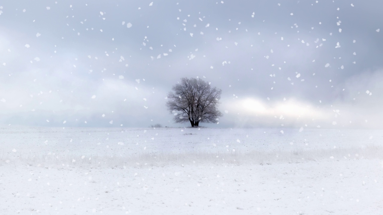 一棵树伫立在雪花纷飞的雪地上视频素材