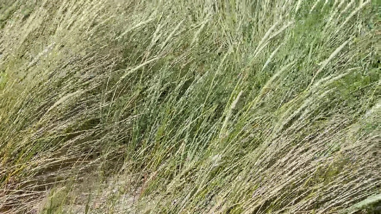 丹麦波罗的海海滩上的沙丘草和野玫瑰视频下载