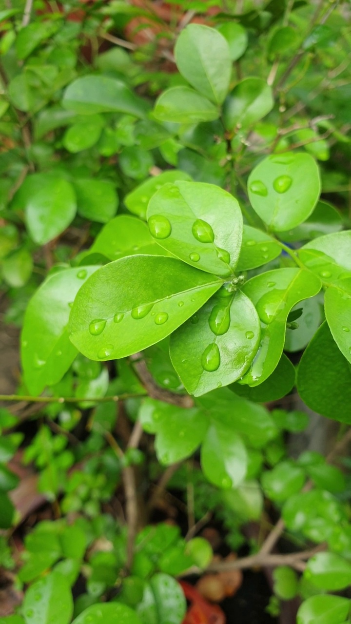 在绿叶上滴点水。视频素材