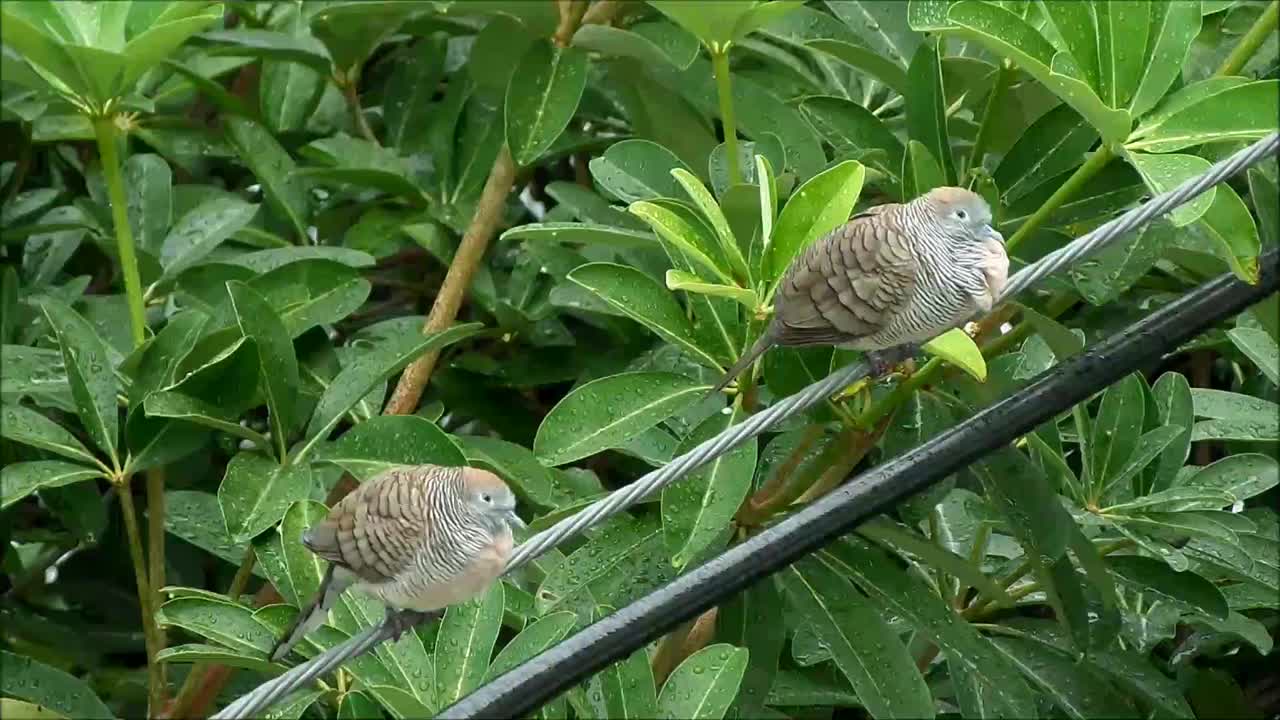 雨后，两只昏昏欲睡的斑鸠在城市电线上休息视频素材