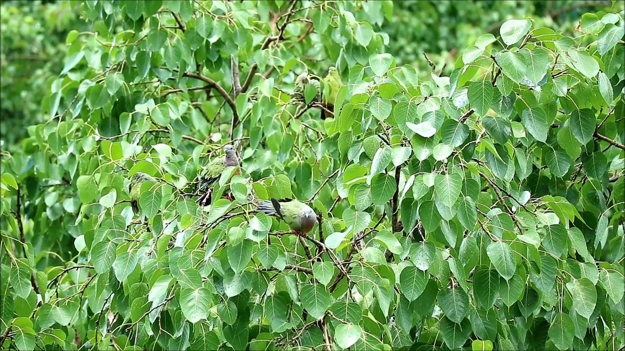 在菩提树上沐浴后，一群橙色胸脯的绿鸽子在雨中梳理和摇晃视频素材