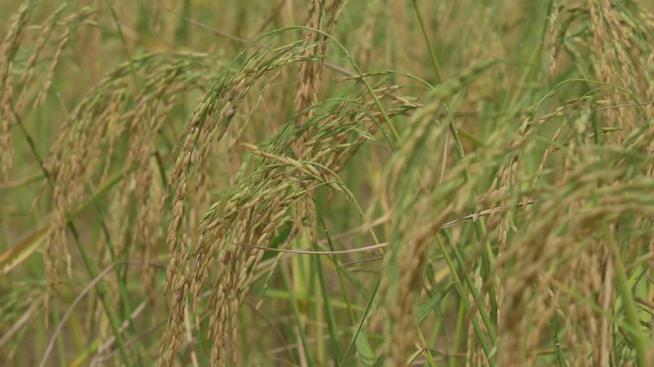 泰国乡村的茉莉花稻田，天空美丽。视频下载