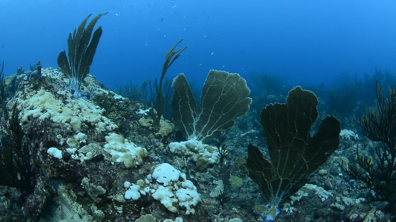 金星海帆。视频素材