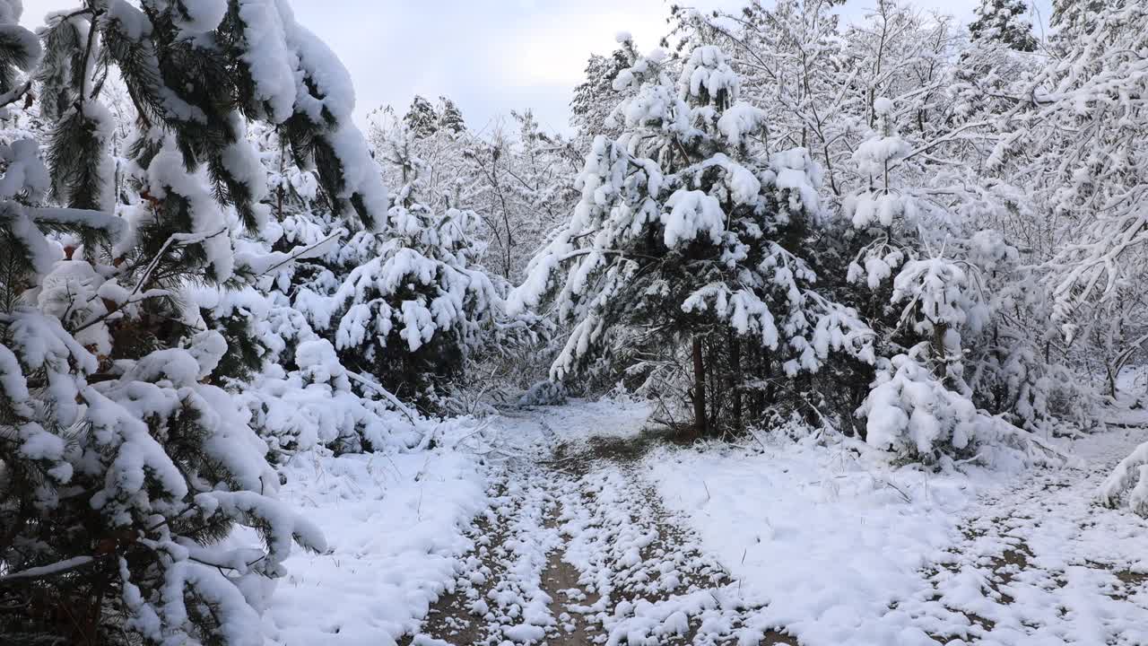 美丽的冬季风景。冬天的森林。美丽的冬季公园全景视频素材