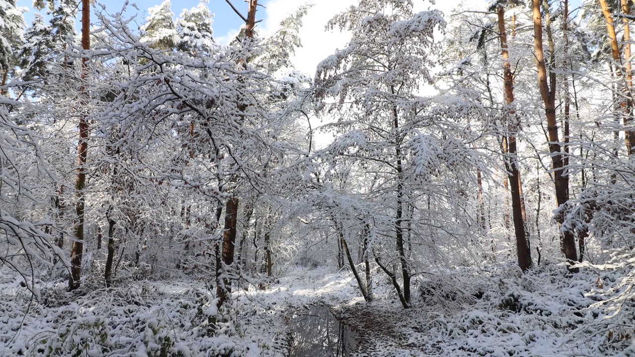 美丽的冬季风景。冬天的森林。森林冬季景观视频素材