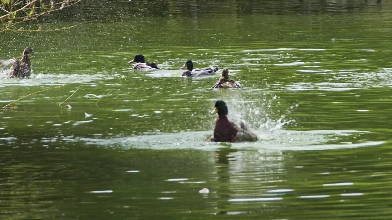 一群野鸭在绿水湖中游泳和梳洗视频素材