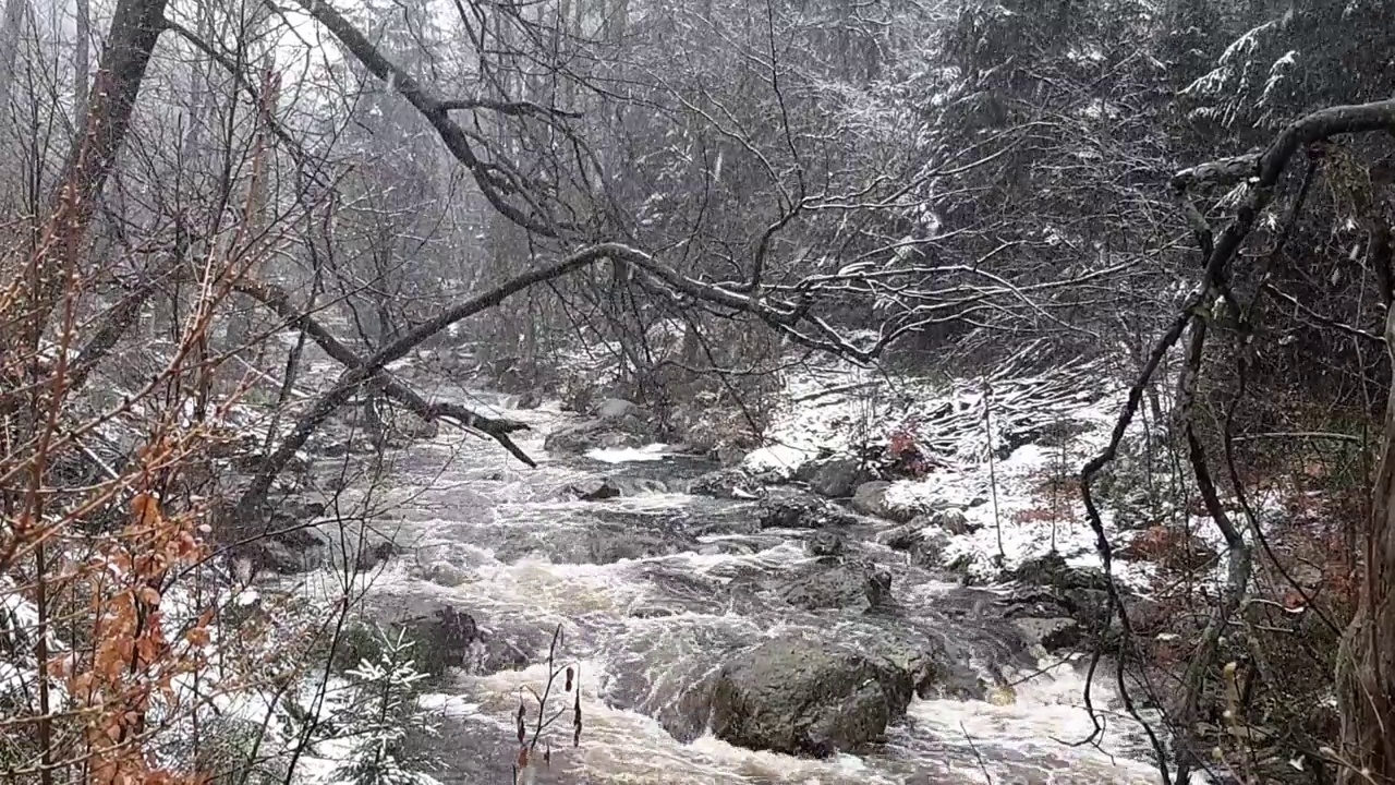 冬天下雪时的野生森林河。比利时阿登的Hoegne视频素材