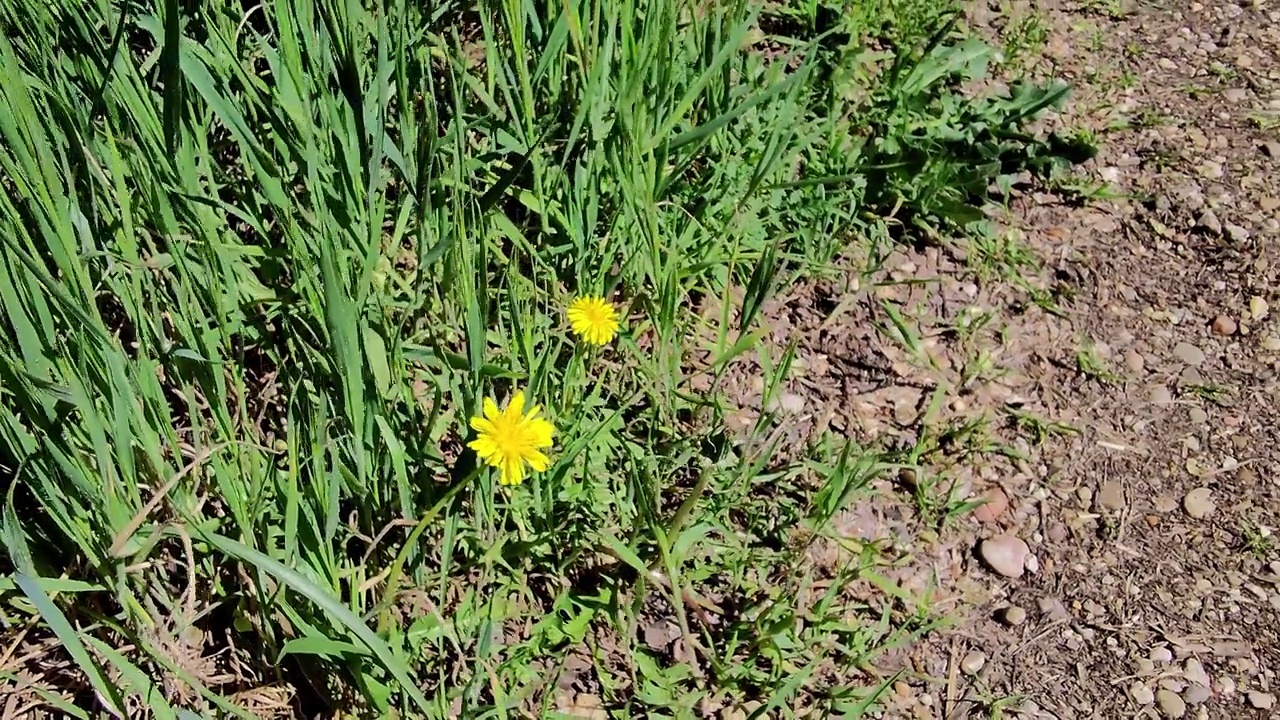 美丽的黄色蒲公英花发芽从地面在4K视频素材