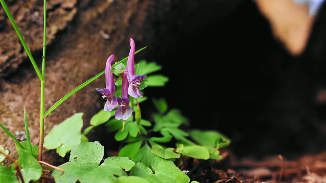 地面上生长的紫堇花的高清特写视频素材