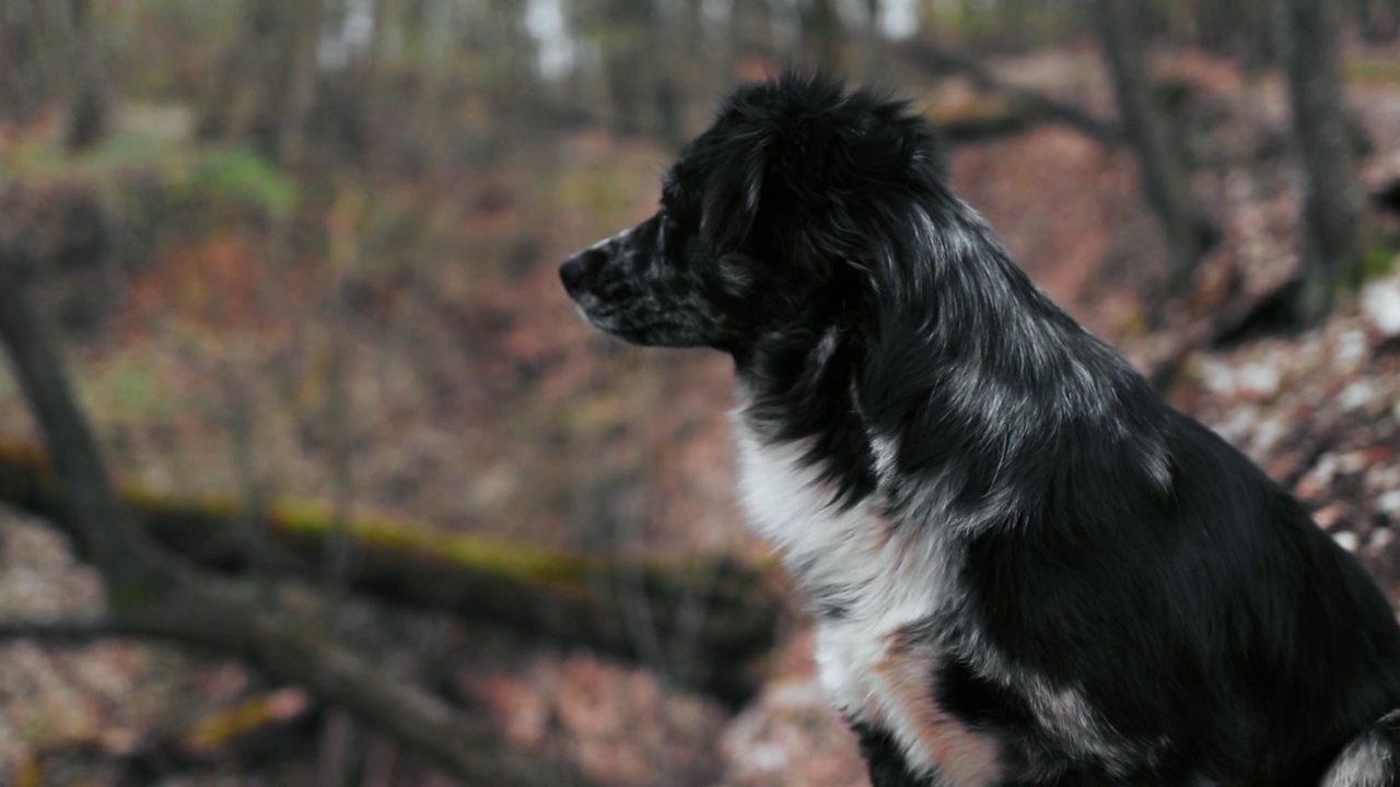 高清森林中，一只黑色长毛猎犬坐在秋叶上的选择性聚焦视频素材