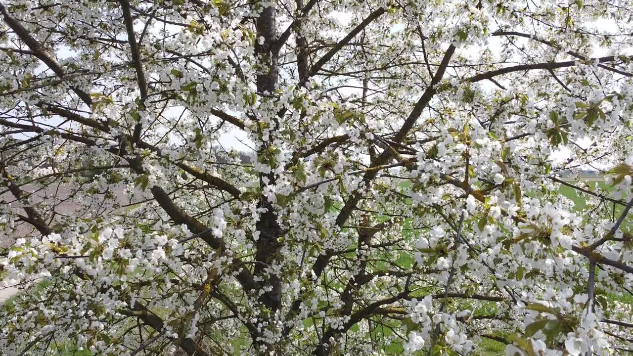 春天花园里盛开的樱花树4k渲染图视频素材