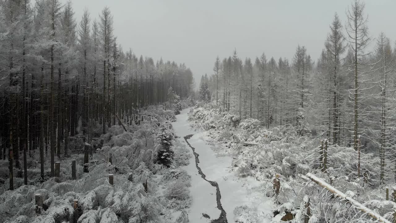 雪林的美丽照片视频素材