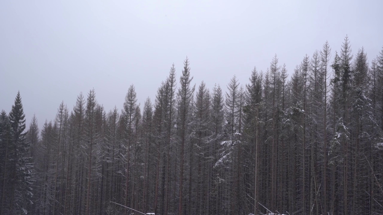 雪林的美丽照片视频素材