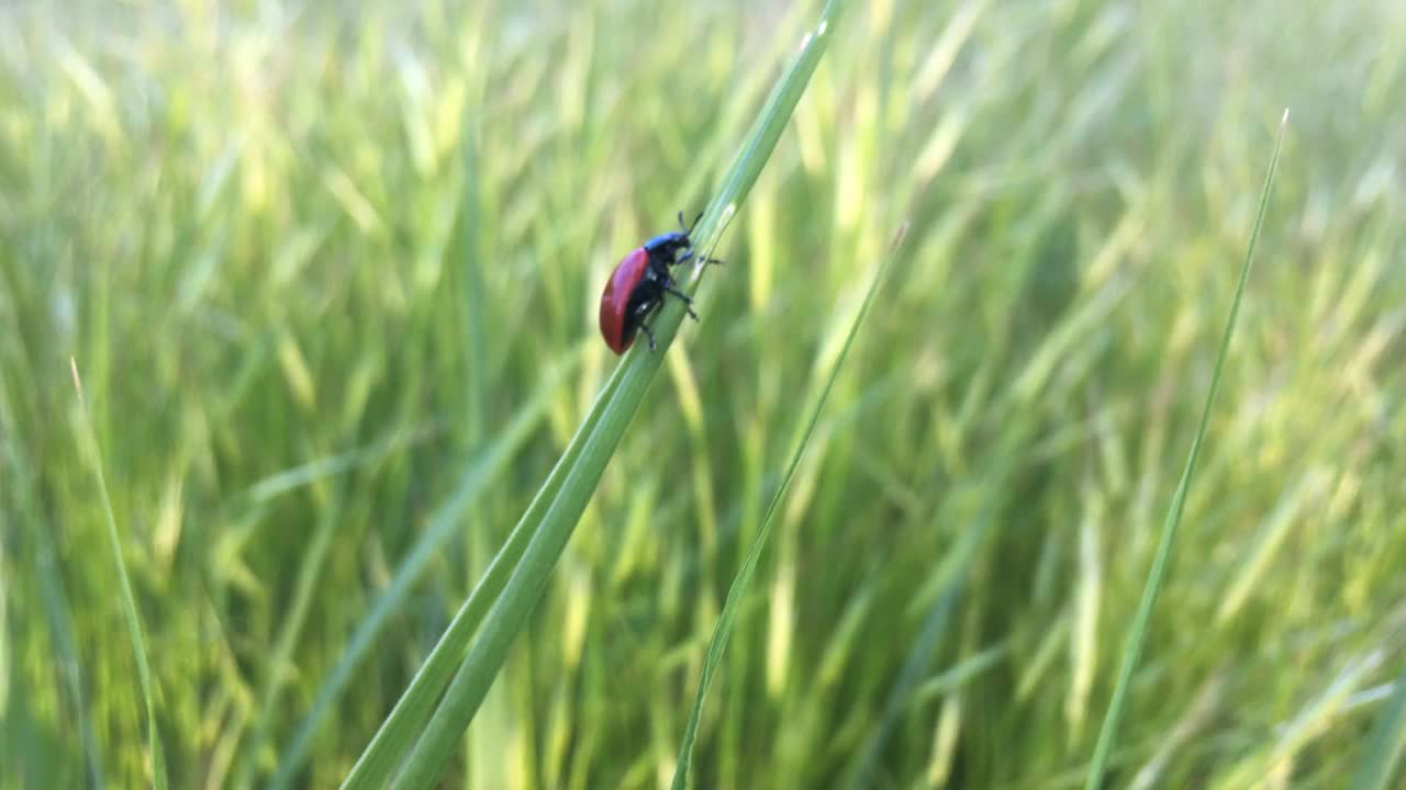 红色的瓢虫在绿色的草地上视频素材