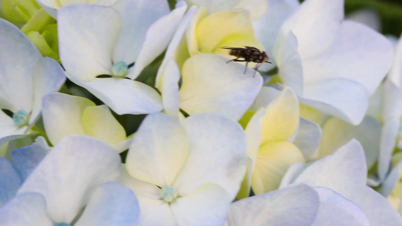 一只苍蝇在绣球花上的美丽景色视频素材