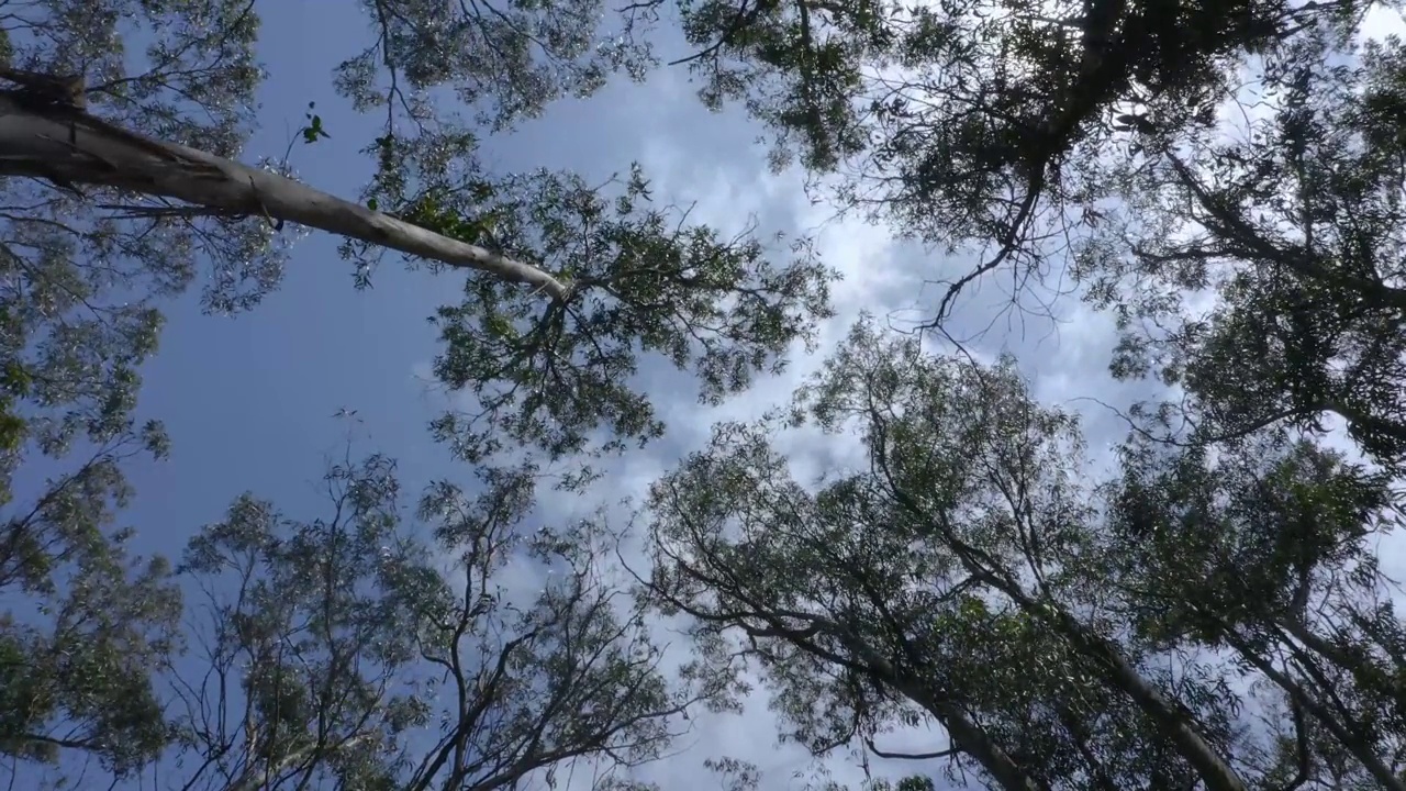 大桉树在森林中随着空气移动视频素材