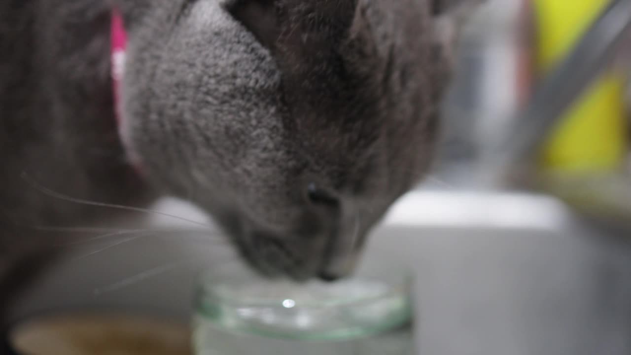 可爱的毛绒绒的猫正在喝水视频素材