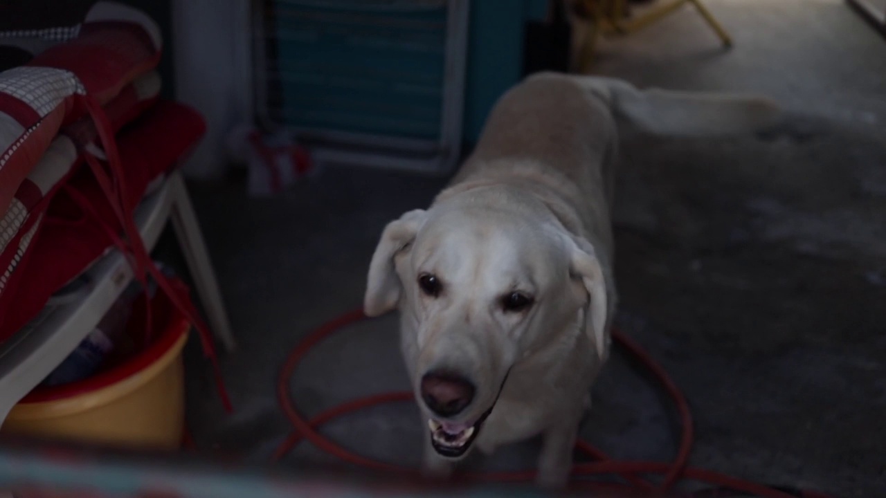 一只汪汪叫的拉布拉多猎犬的特写视频素材