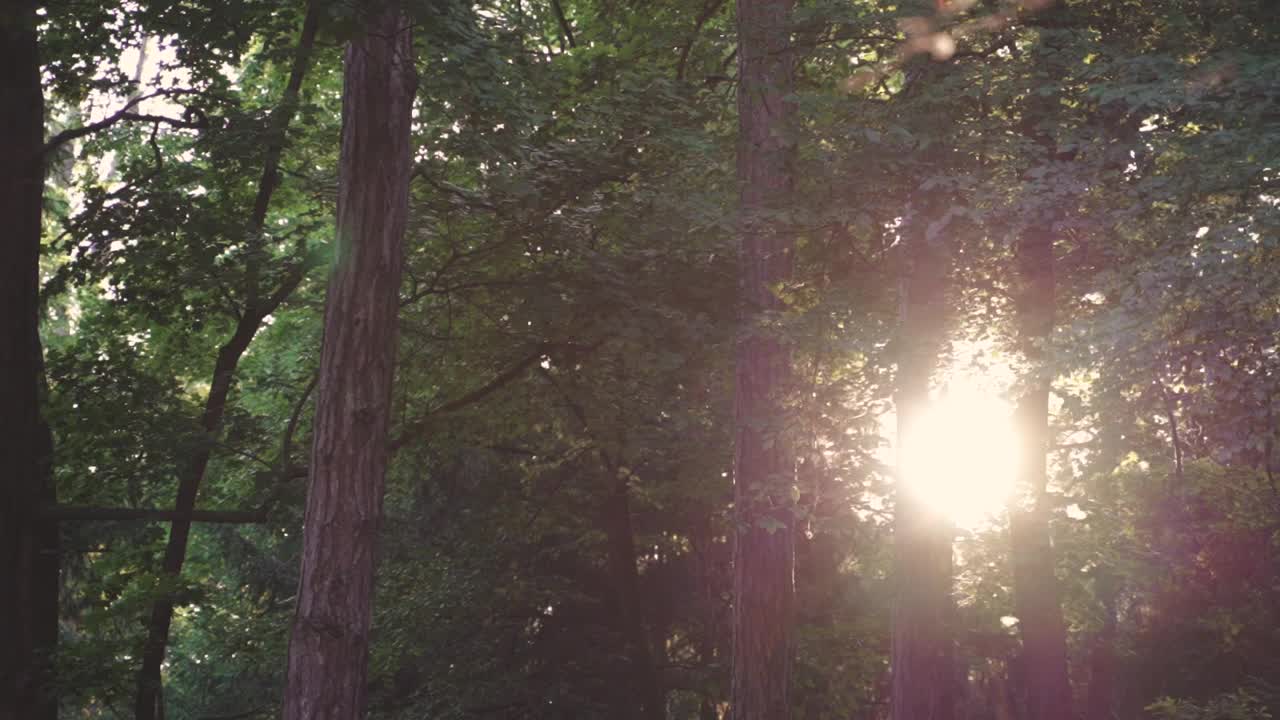 美丽的风景，茂密的森林和阳光穿透树枝视频素材