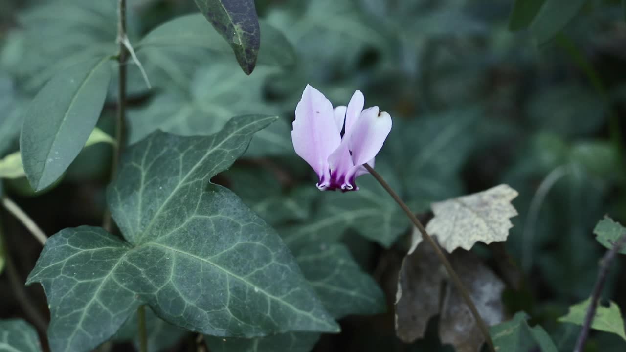 仙客来的花视频素材