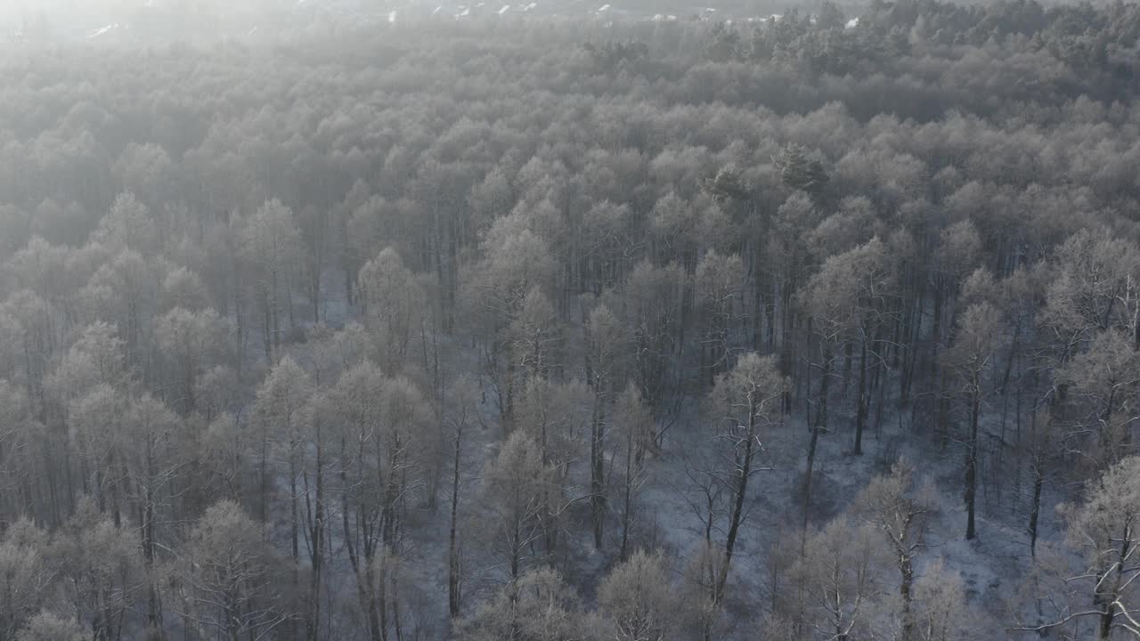 4K未分级，d-log美丽的雪白色森林在冬天的霜天。鸟瞰图飞行在令人惊叹的松树林。景观。公园森林的风景。冬霜树林的自然高架视图。雪针叶林视频素材