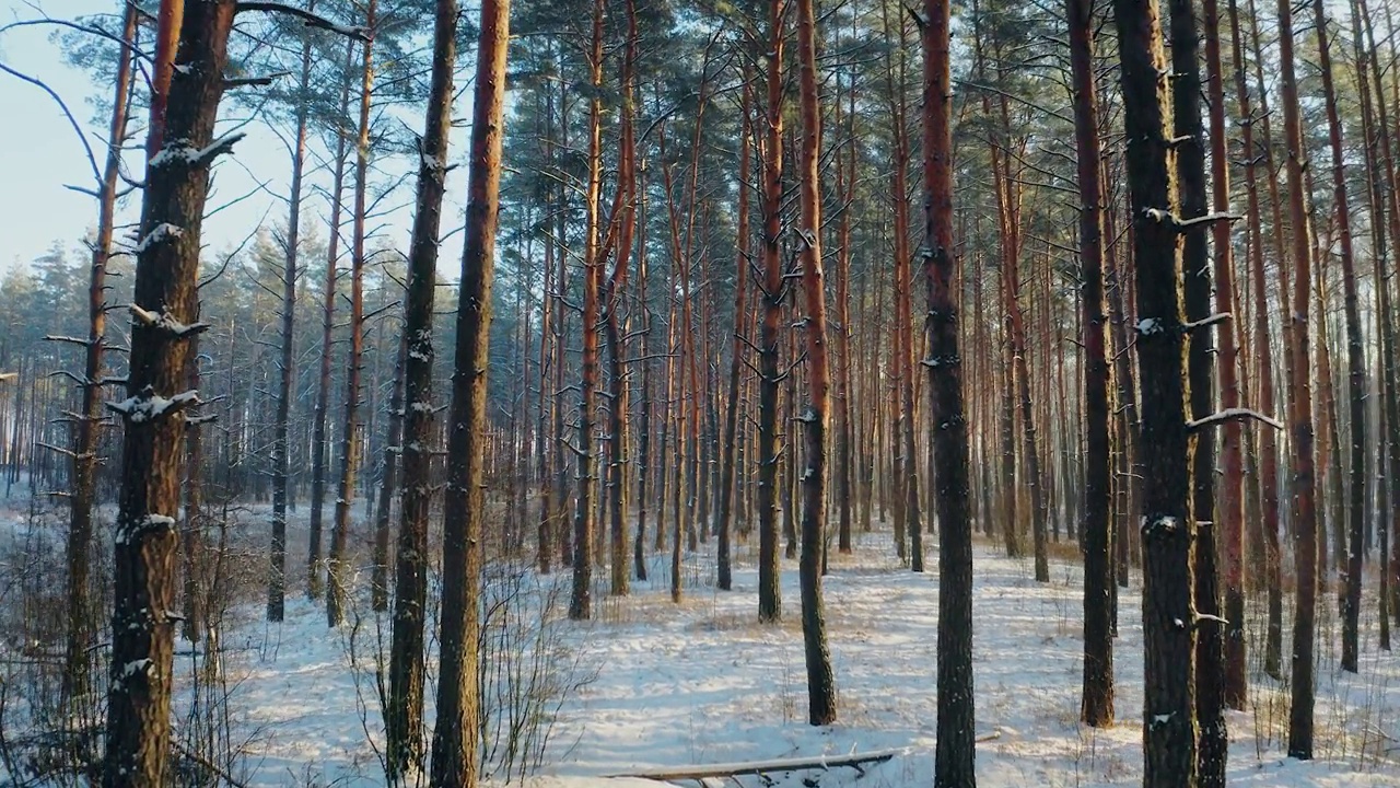 无人机飞越松针林雪林在冬天的霜天。公园森林景观的风景。冬霜树林的自然高架视图。雪针叶林。道道，行。视频素材